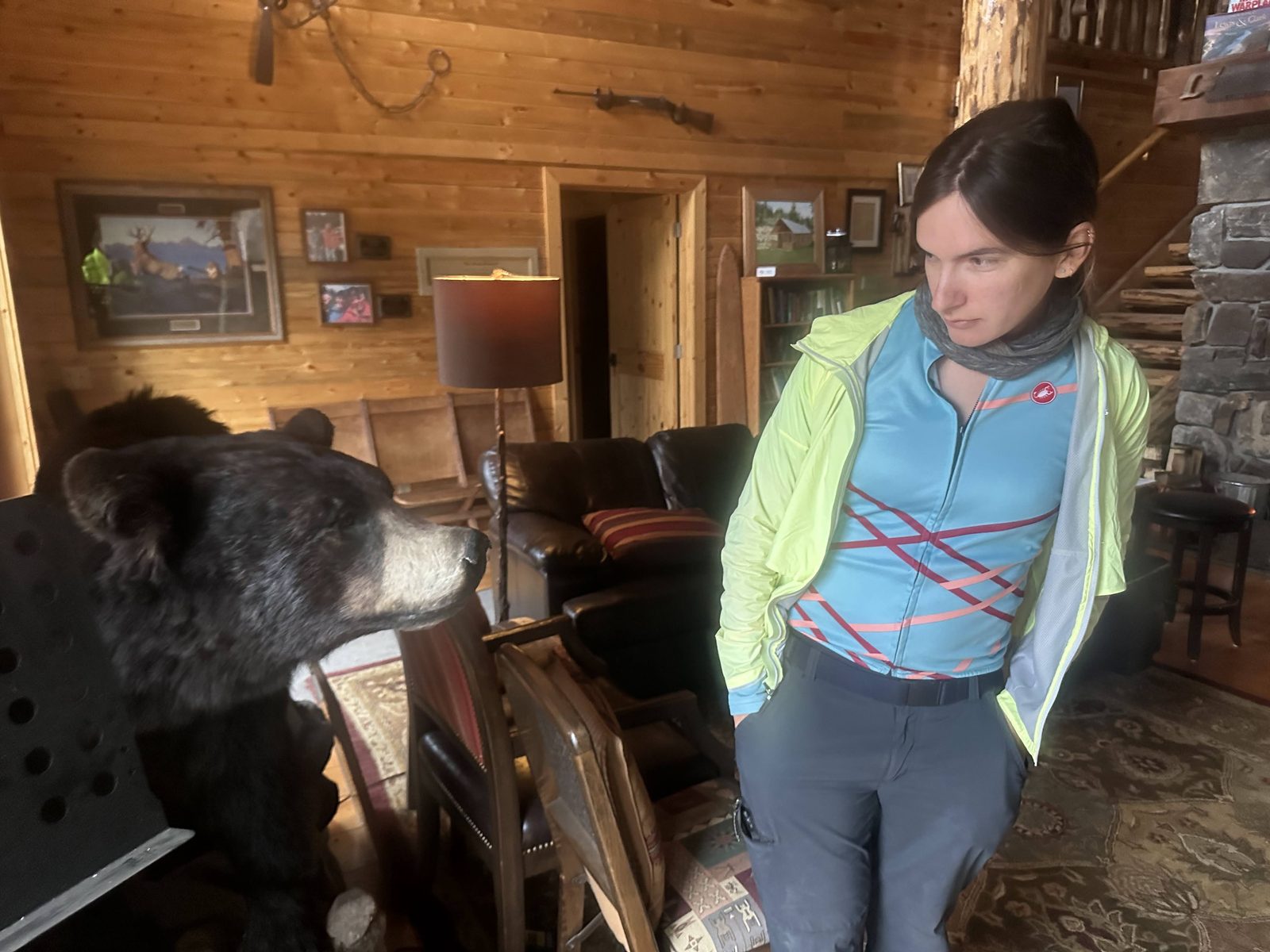 Taxidermy black bear