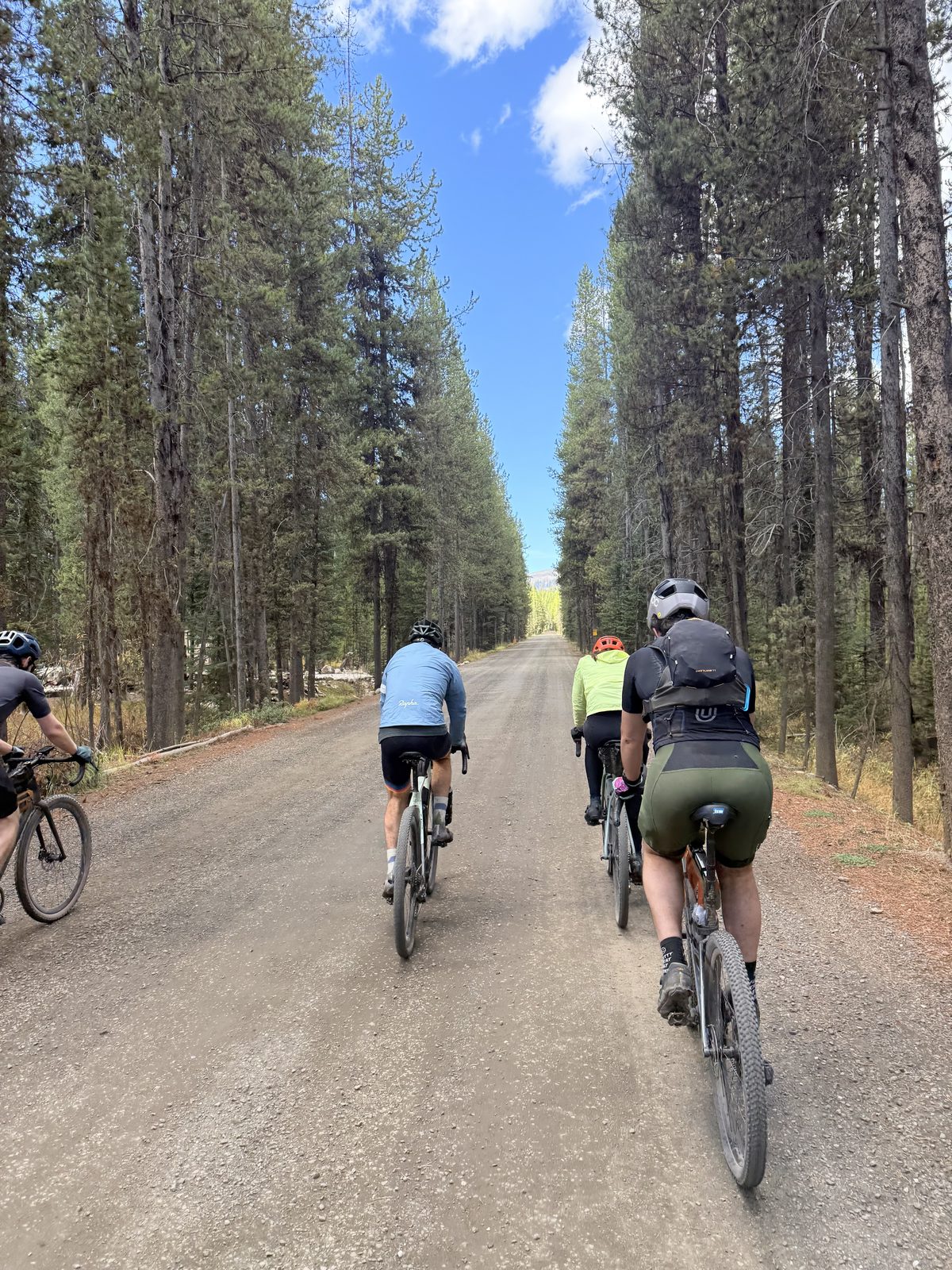 Gravel road through tall pines