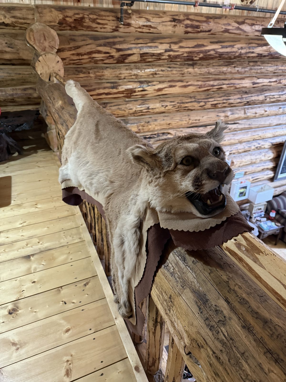 Cougar pelt