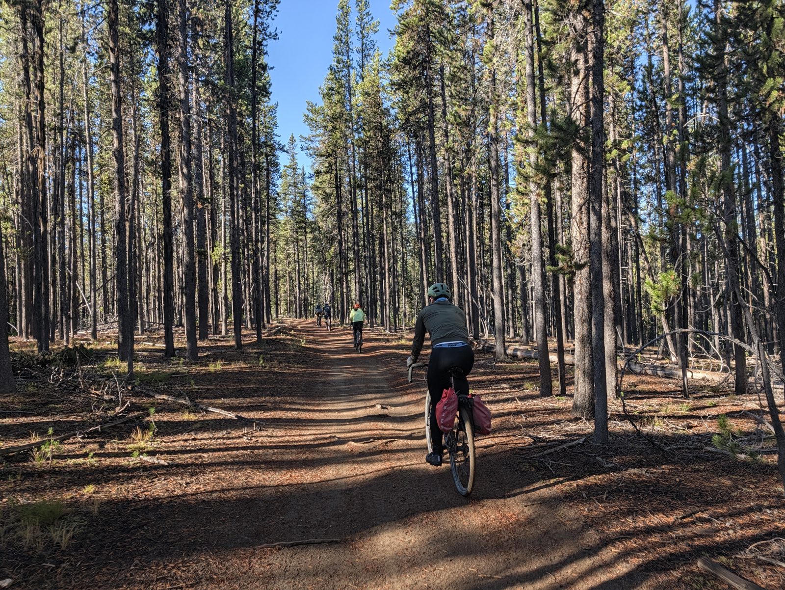 Riding through the pine forest
