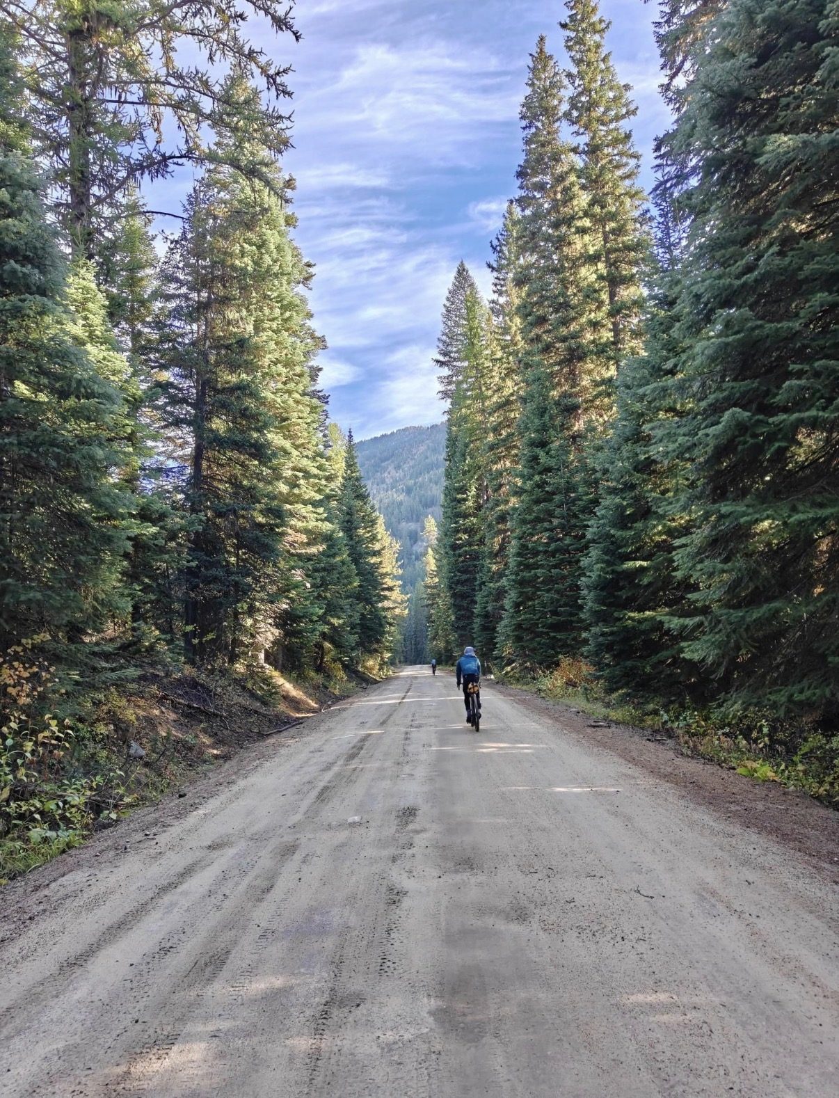 Riding through tall pines